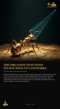 DR.CHICKS Case File 21-003 — The Saharan Desert Ant cover