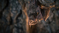 DR.CHICKS Case File 002-12 - Common Vampire Bat
