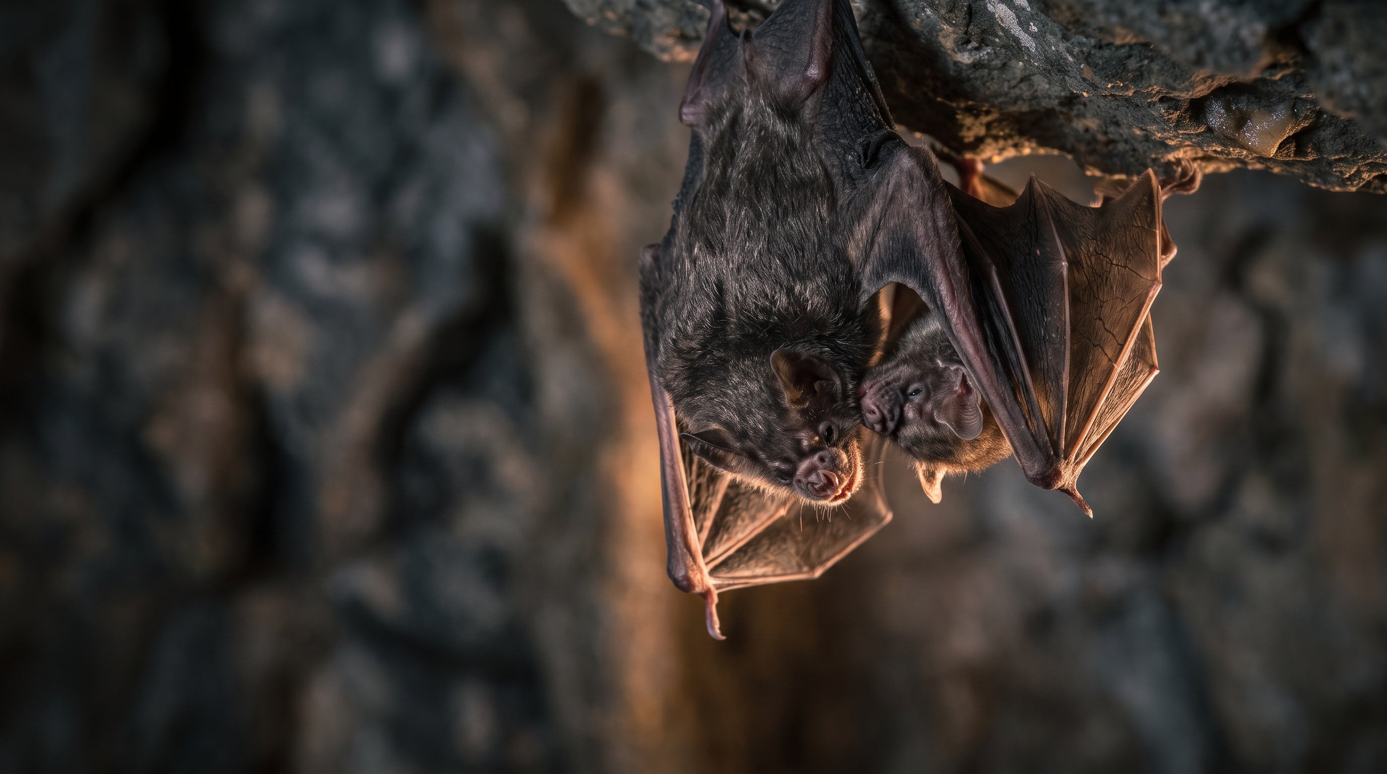 DR.CHICKS Case File 002-12 - Common Vampire Bat