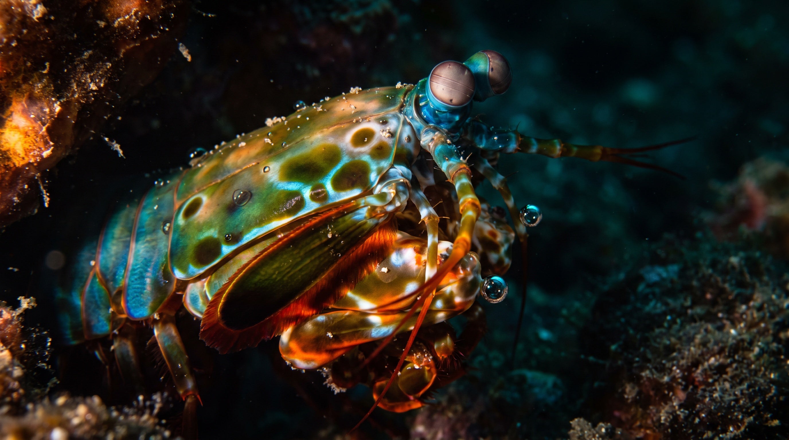 DR.CHICKS Case File 002-14 - Peacock Mantis Shrimp