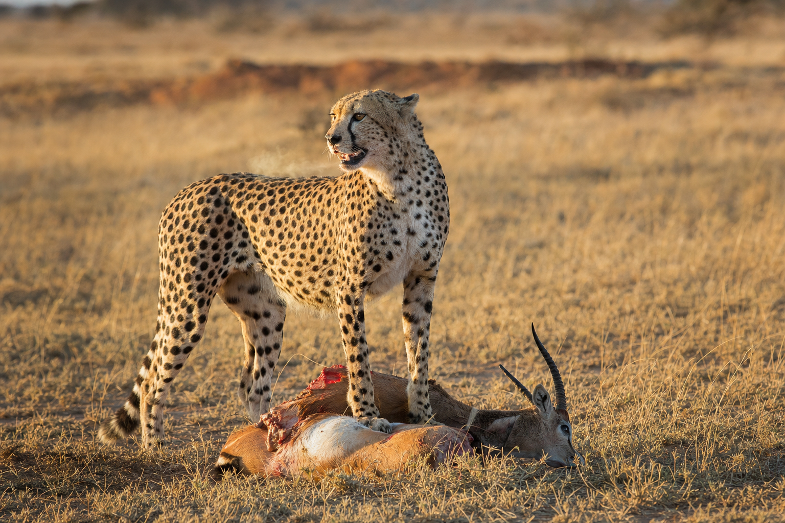 DR.CHICKS Case File 31 - Loyal Cheetah